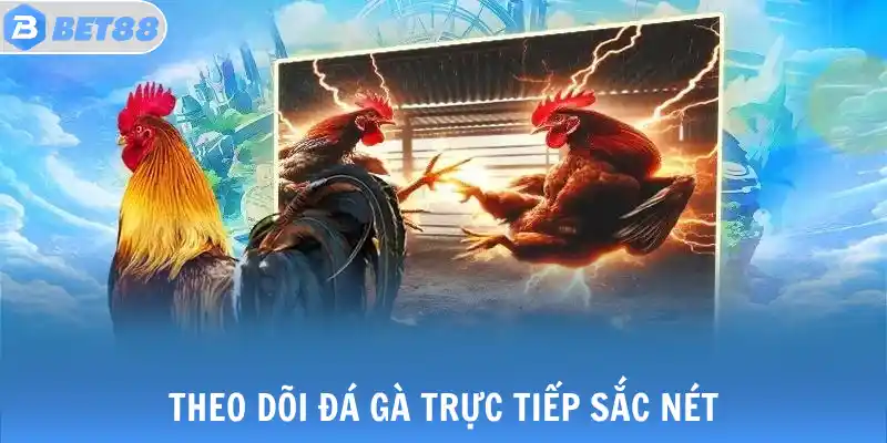 Theo dõi đá gà trực tiếp sắc nét