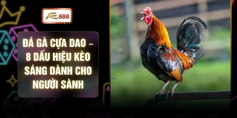 Đá Gà Cựa Dao – 8 Dấu Hiệu Kèo Sáng Dành Cho Người Sành 1 Đá Gà Cựa Dao – 8 Dấu Hiệu Kèo Sáng Dành Cho Người Sành