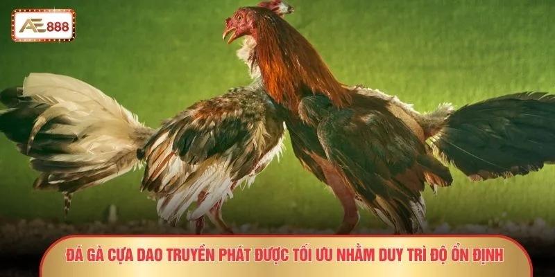 Đá Gà Cựa Dao – 8 Dấu Hiệu Kèo Sáng Dành Cho Người Sành 4 Đá gà cựa dao truyền phát được tối ưu nhằm duy trì độ ổn định