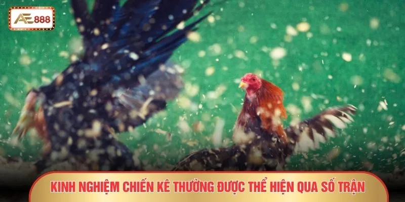 Đá Gà Cựa Dao – 8 Dấu Hiệu Kèo Sáng Dành Cho Người Sành 3 Kinh nghiệm chiến kê thường được thể hiện qua số trận