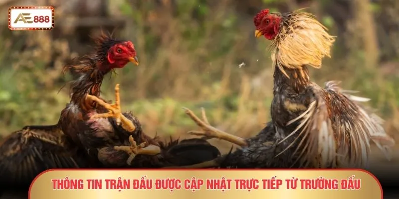 Đá Gà Cựa Dao – 8 Dấu Hiệu Kèo Sáng Dành Cho Người Sành 2 Thông tin trận đấu được cập nhật trực tiếp từ trường đấu