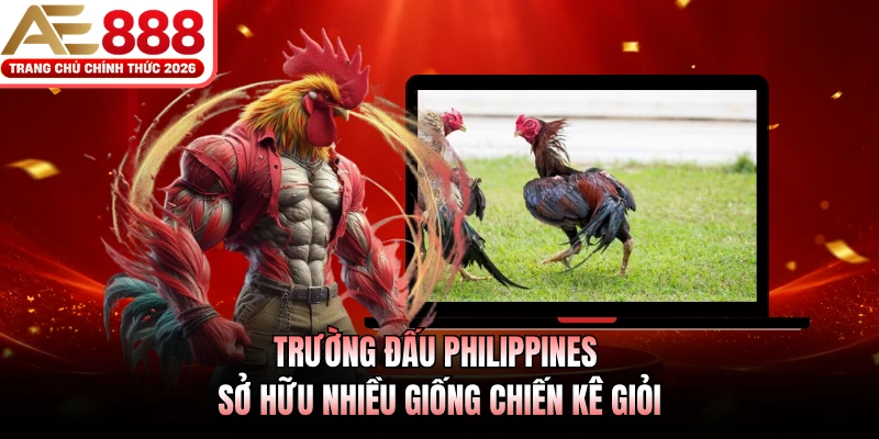 Trường đấu Philippines sở hữu nhiều giống chiến kê giỏi